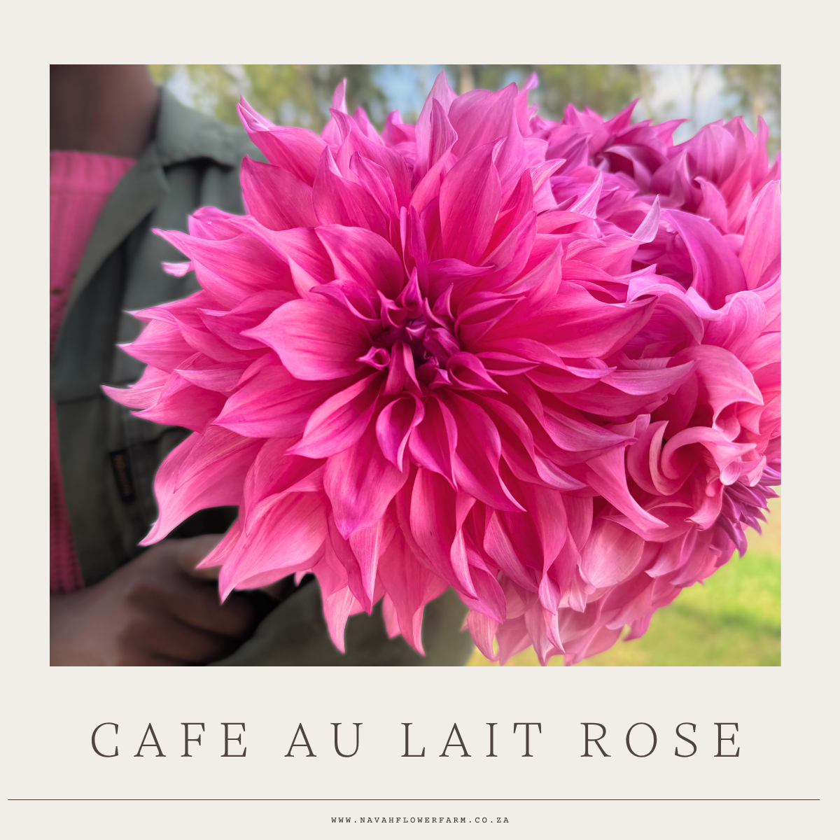 CAFE AU LAIT ROSE - 1 CLUMP