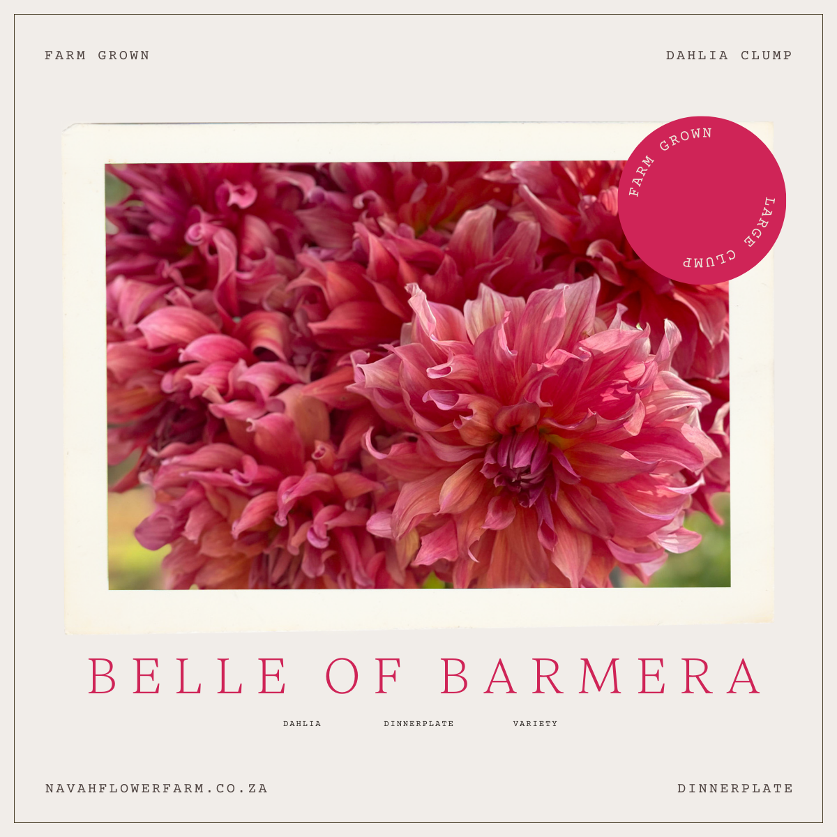 BELLE OF BARMERA