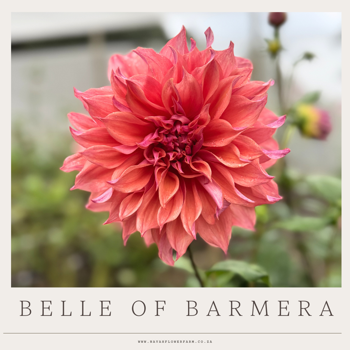 BELLE OF BARMERA