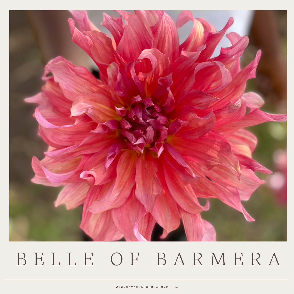 BELLE OF BARMERA