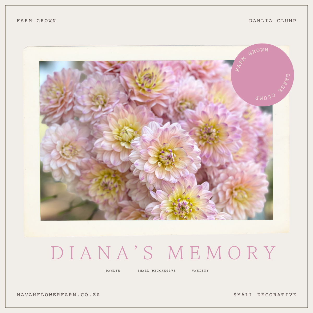 DIANA'S MEMORY - 1 CLUMP