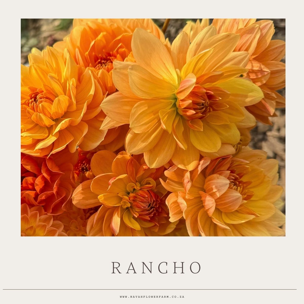 RANCHO - 1 CLUMP