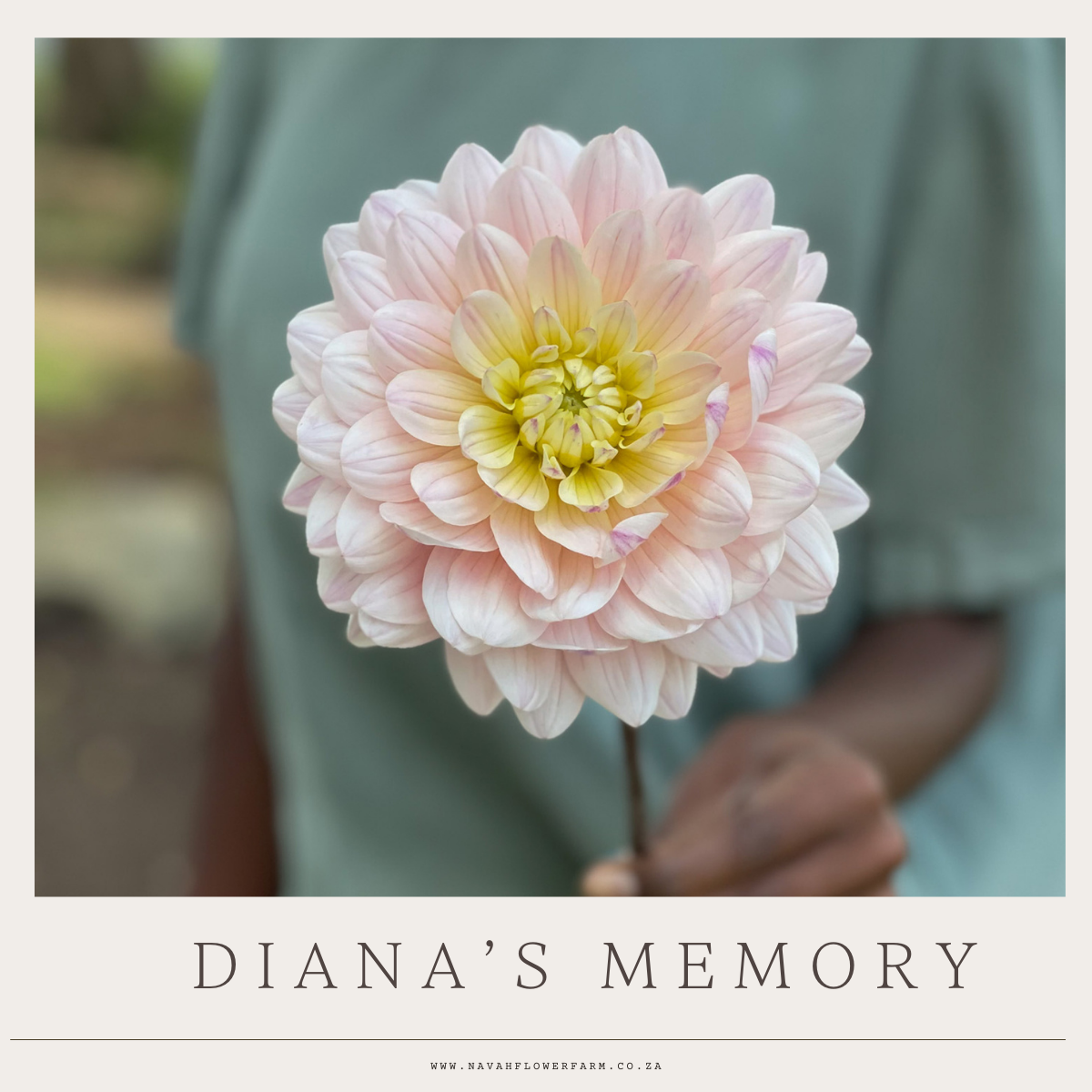DIANA'S MEMORY - 1 CLUMP