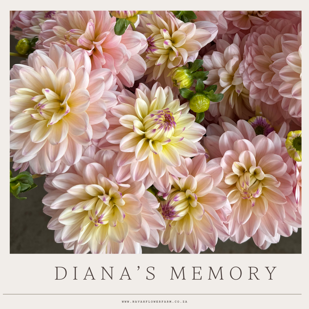 DIANA'S MEMORY - 1 CLUMP