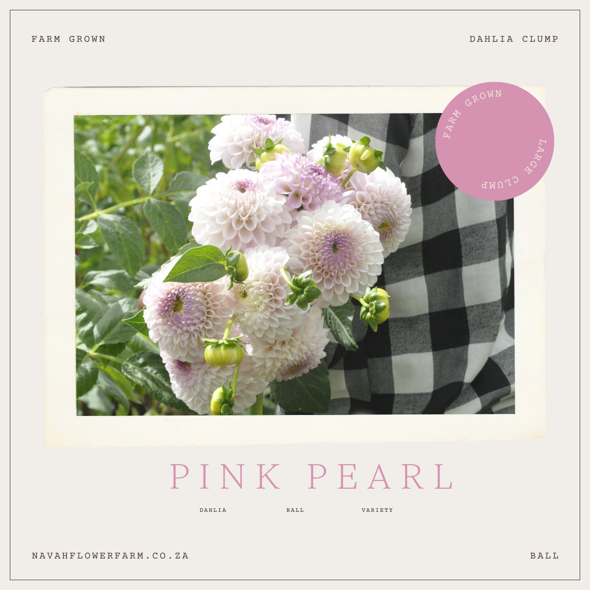 PINK PEARL - 1 CLUMP