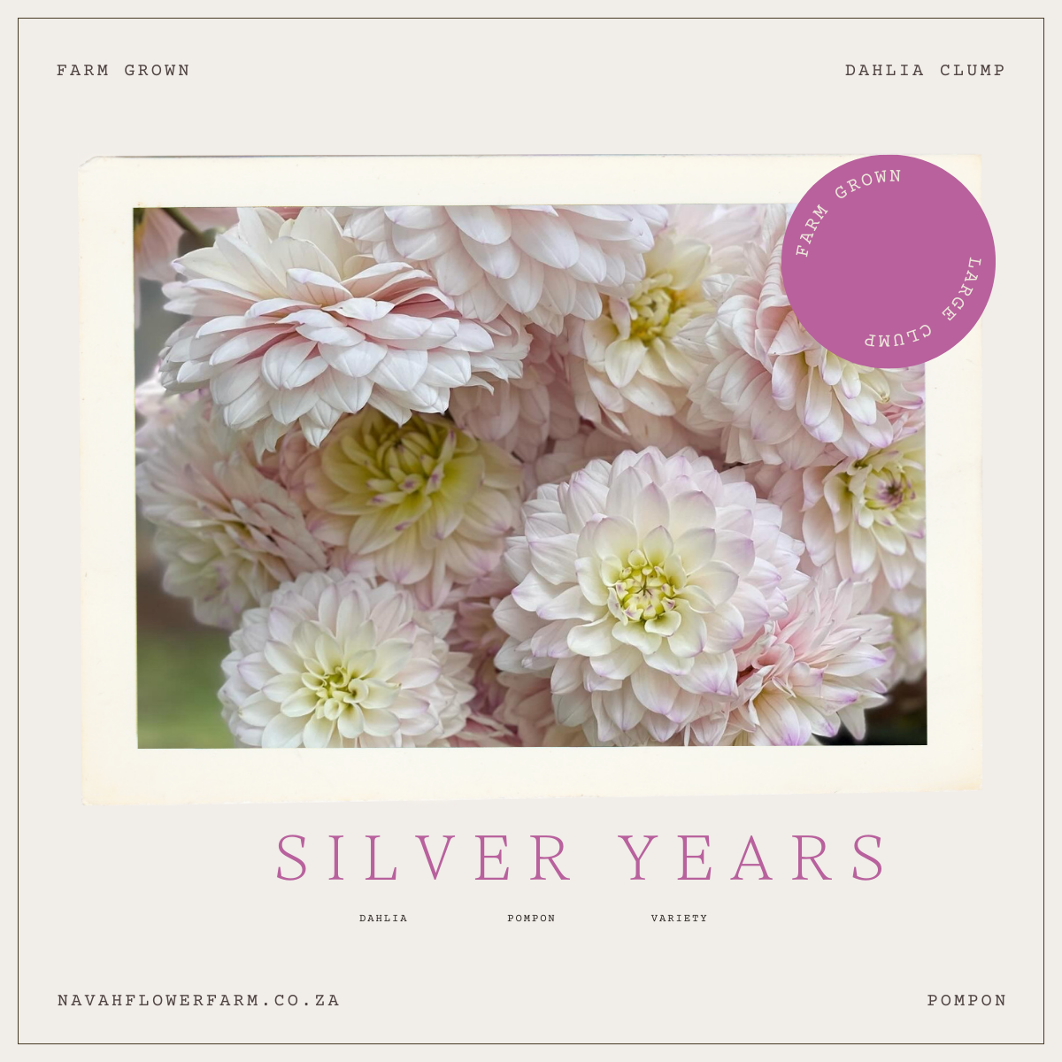 SILVER YEARS - 1 CLUMP