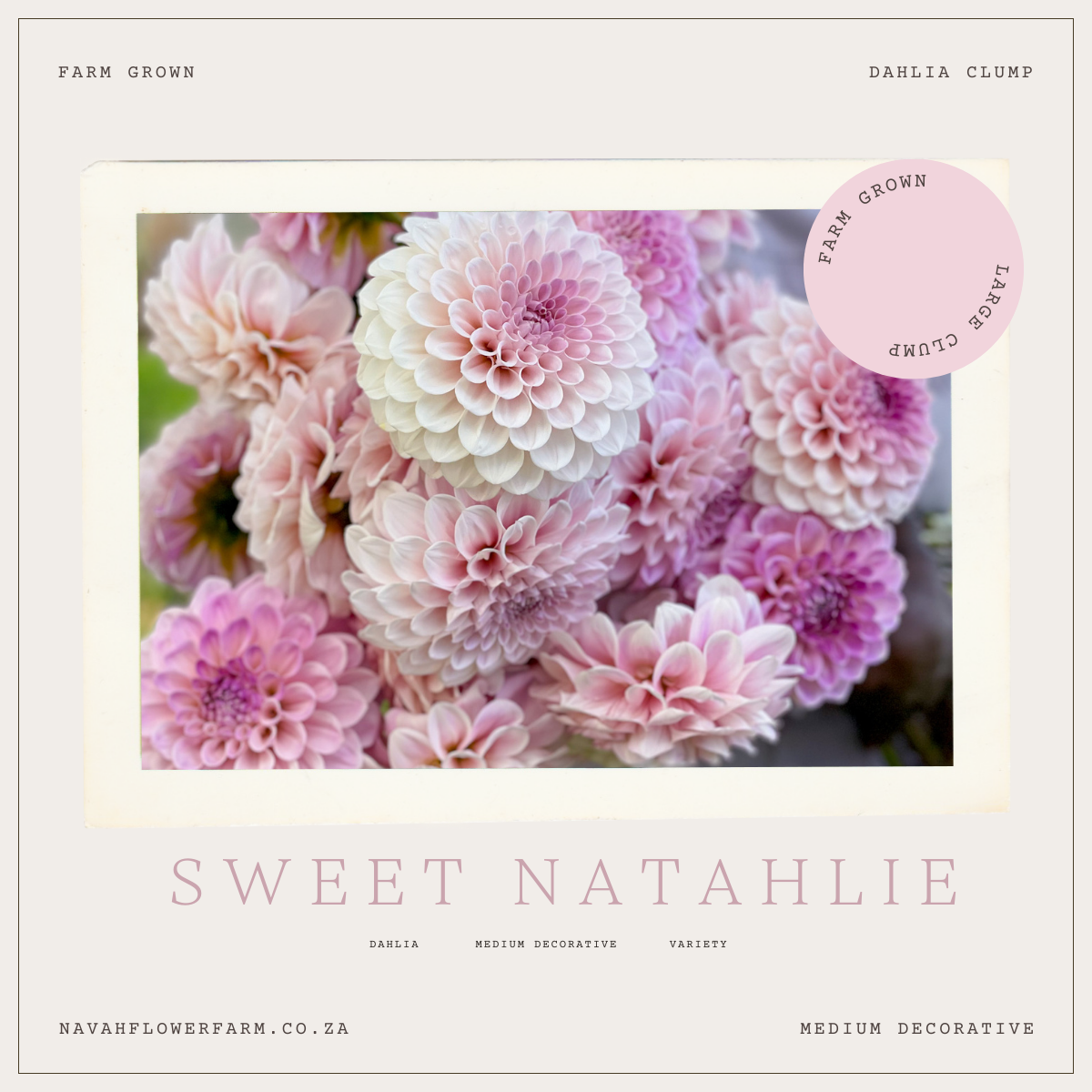 SWEET NATHALIE - 1 CLUMP