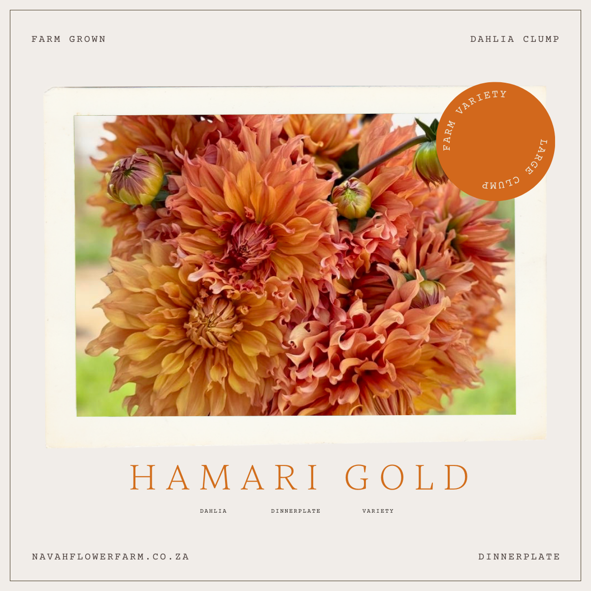 HAMARI GOLD - 1 CLUMP
