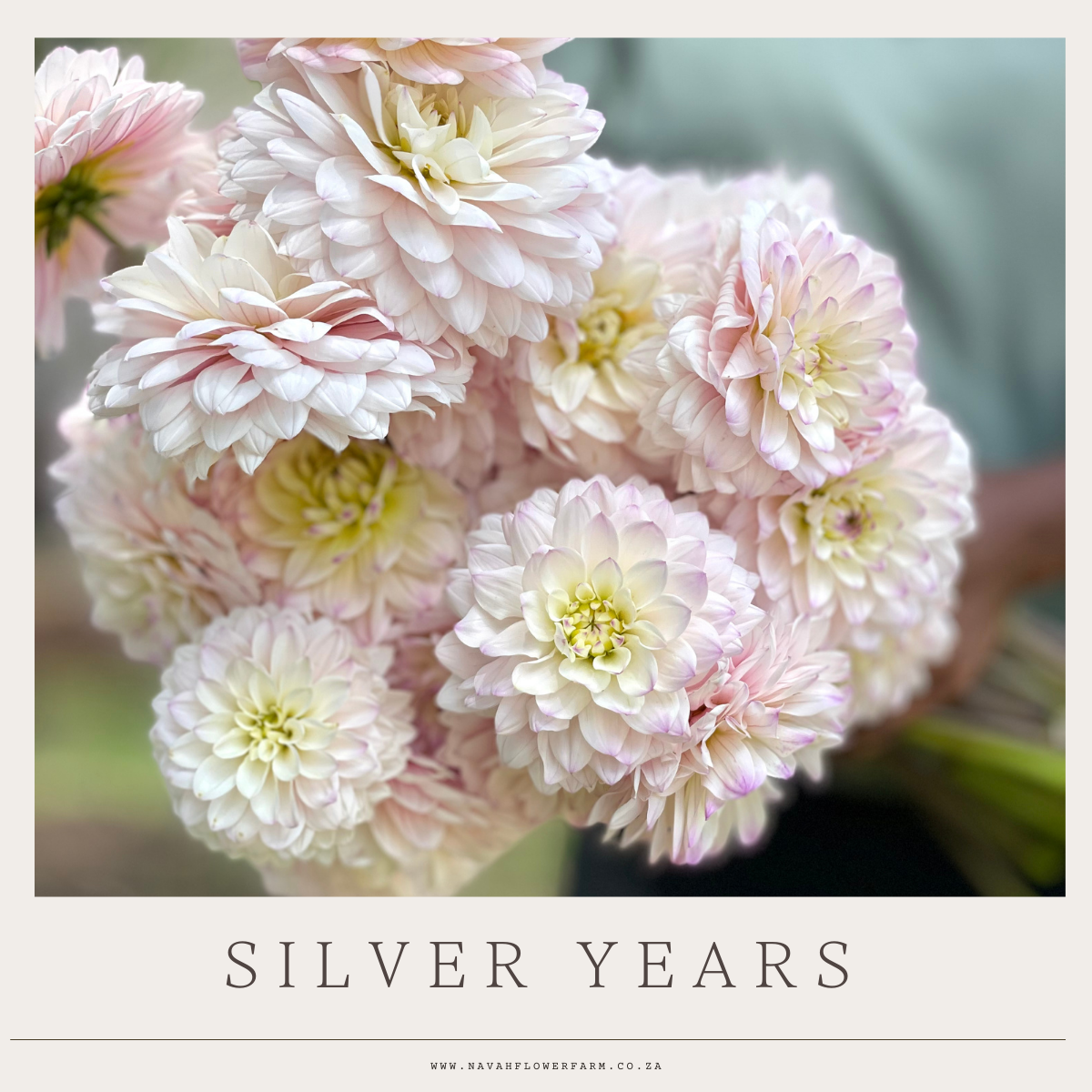 SILVER YEARS - 3 SINGLE TUBERS
