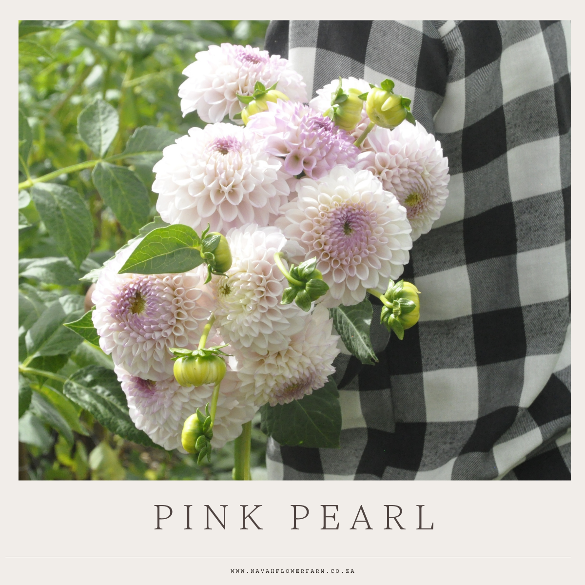 PINK PEARL - 1 CLUMP