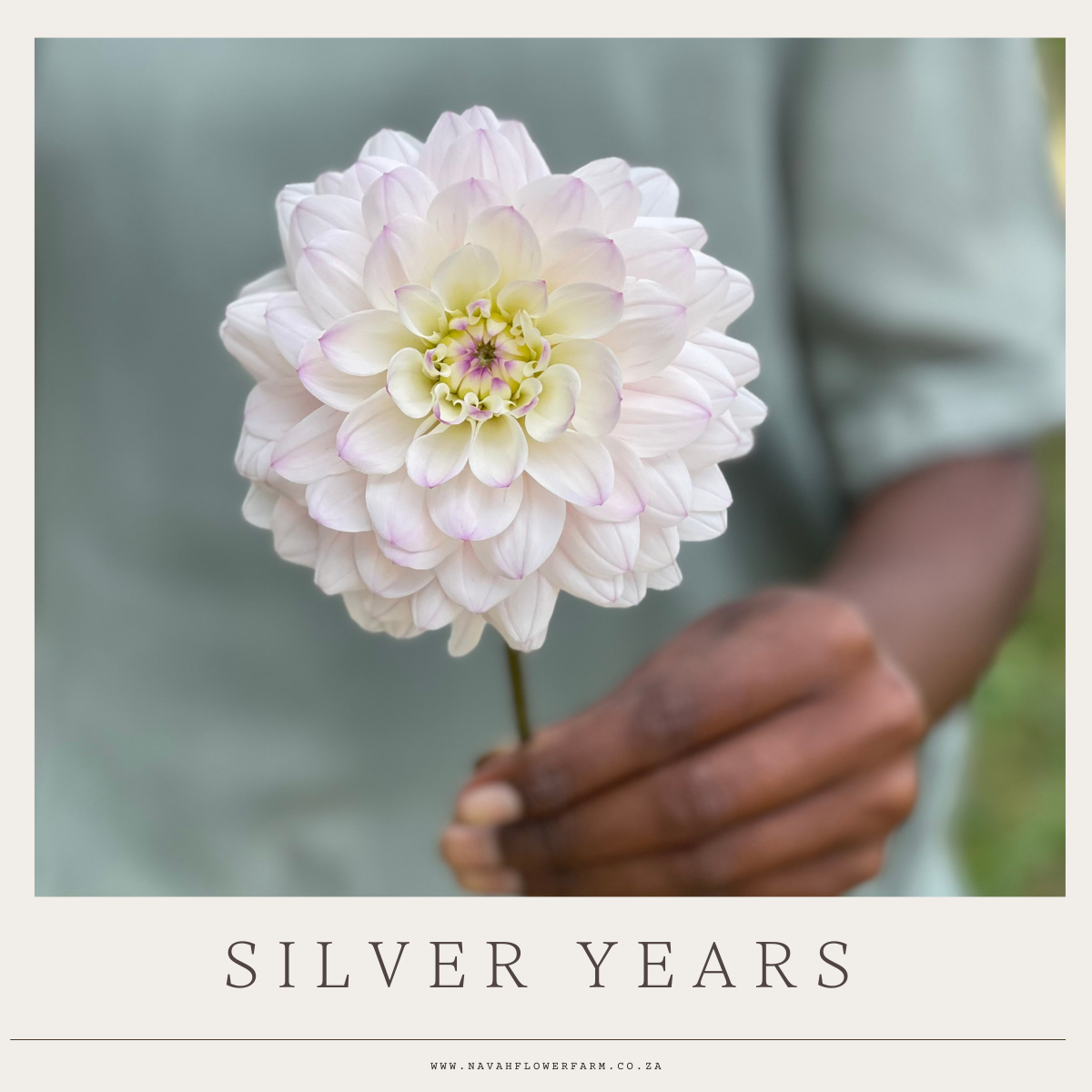 SILVER YEARS - 1 CLUMP