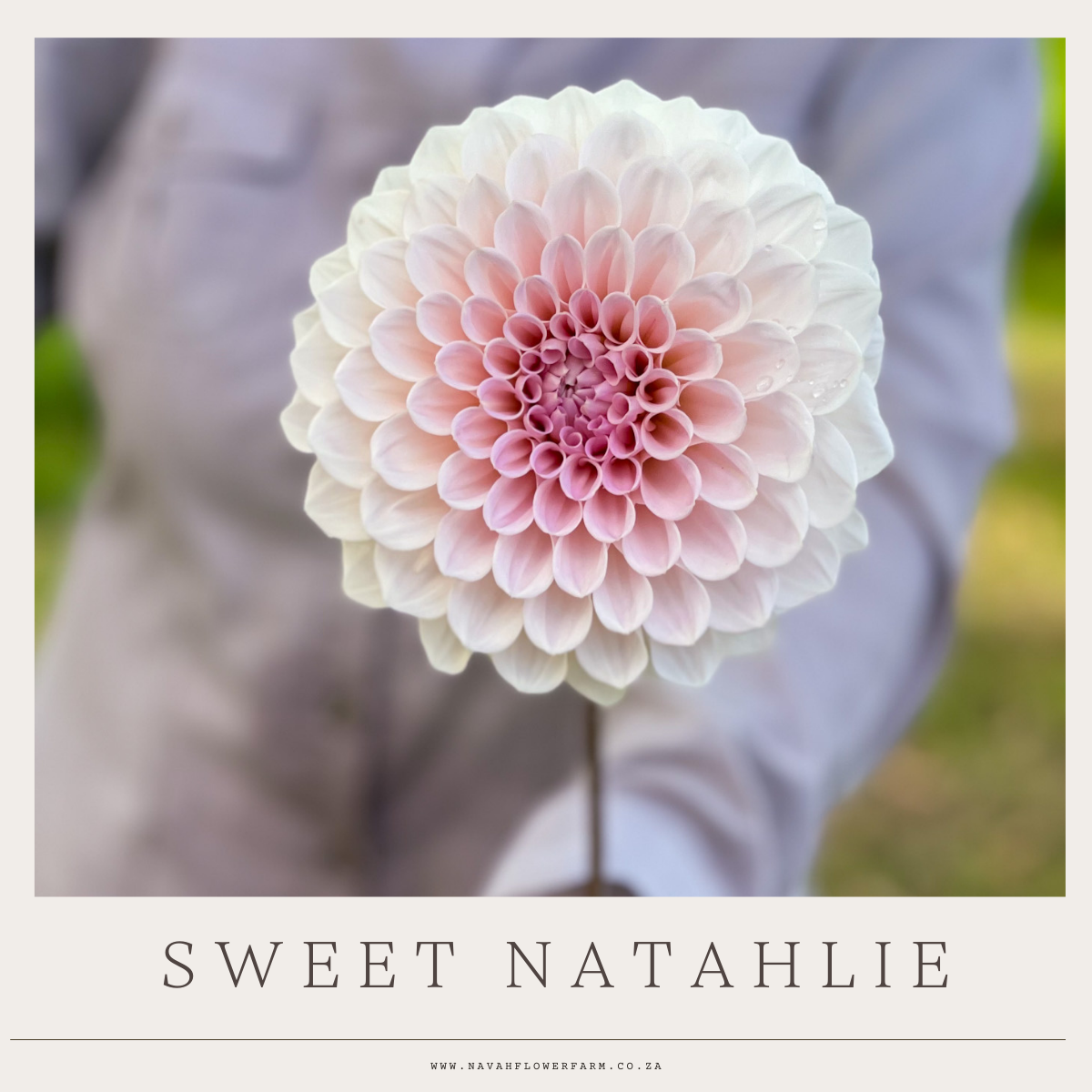 SWEET NATHALIE - 1 CLUMP