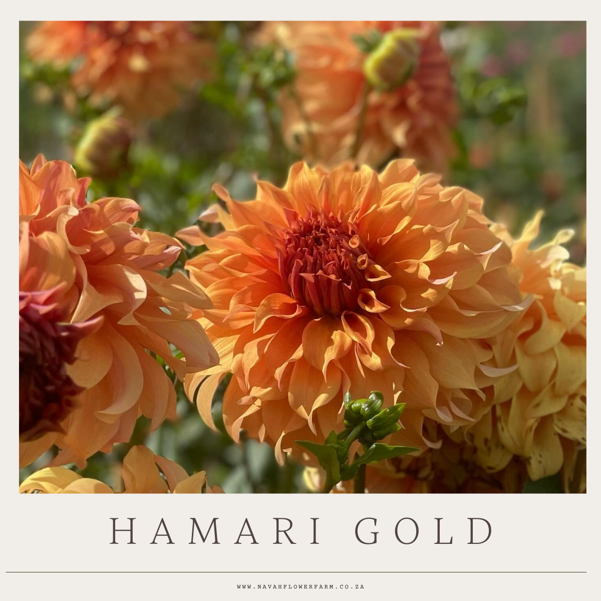 HAMARI GOLD - 1 CLUMP