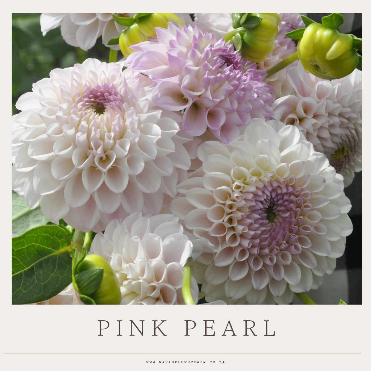 PINK PEARL - 1 CLUMP