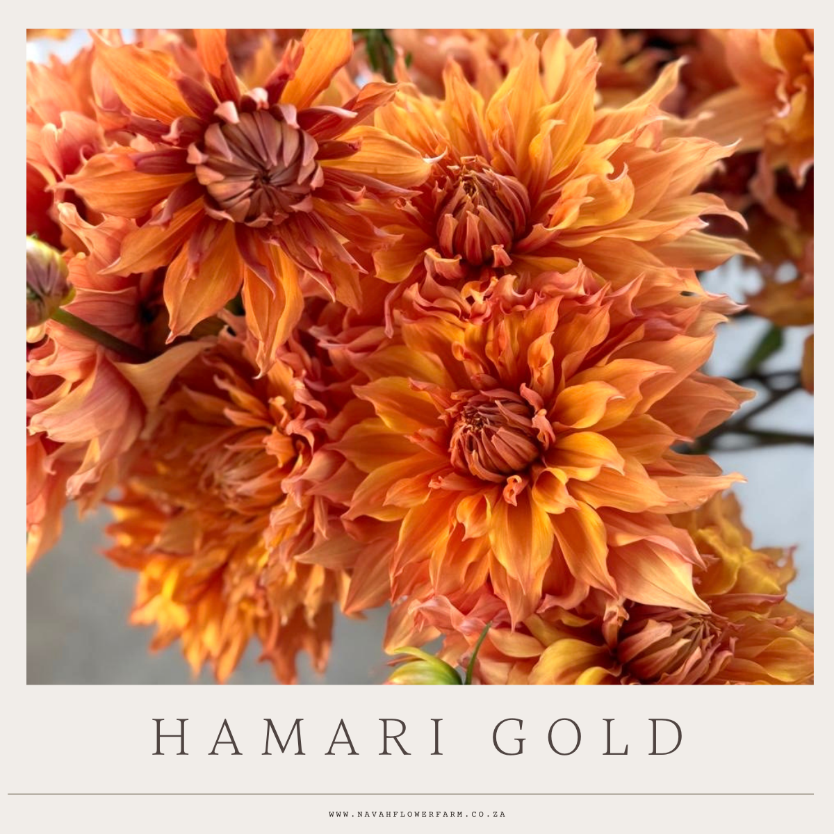 HAMARI GOLD - 1 CLUMP