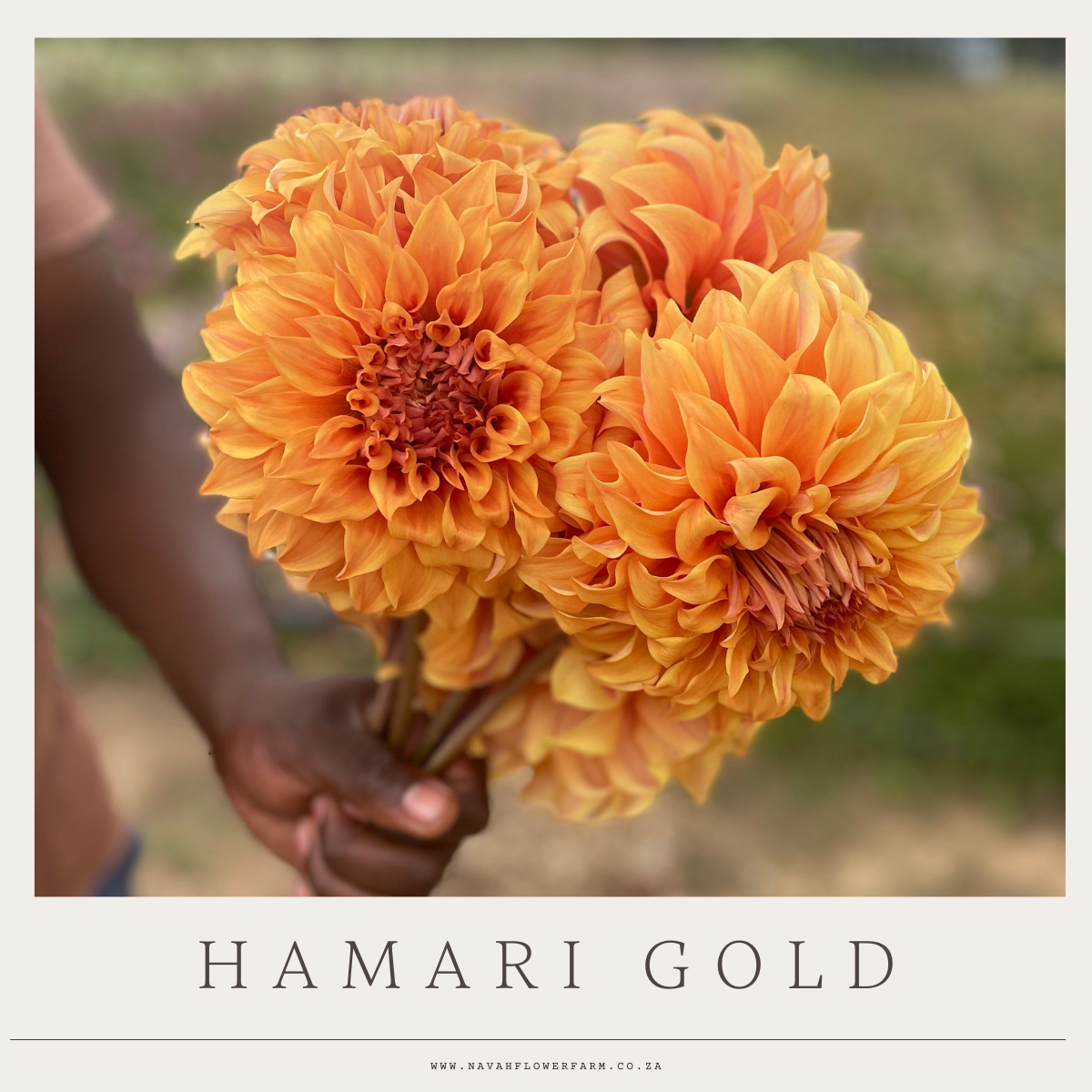 HAMARI GOLD - 1 CLUMP
