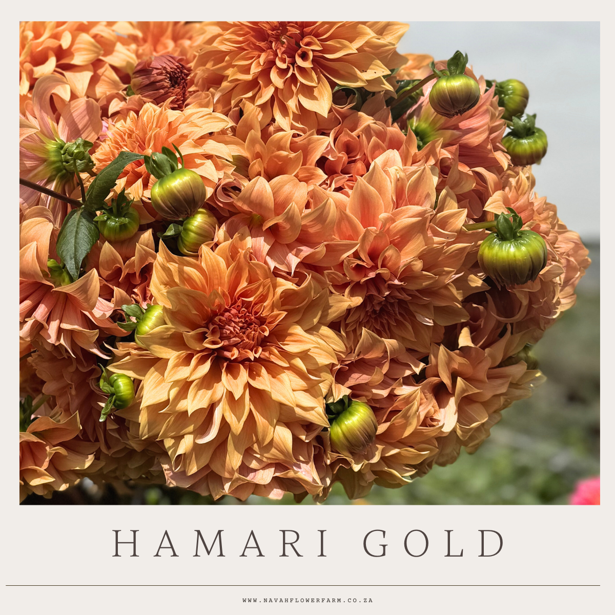 HAMARI GOLD - 1 CLUMP