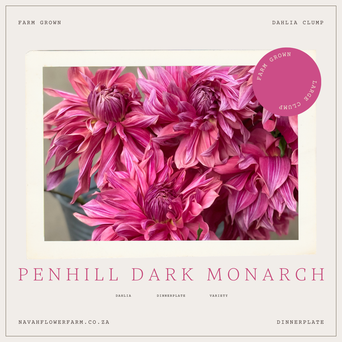 PENHILL DARK MONARCH - 1 CLUMP