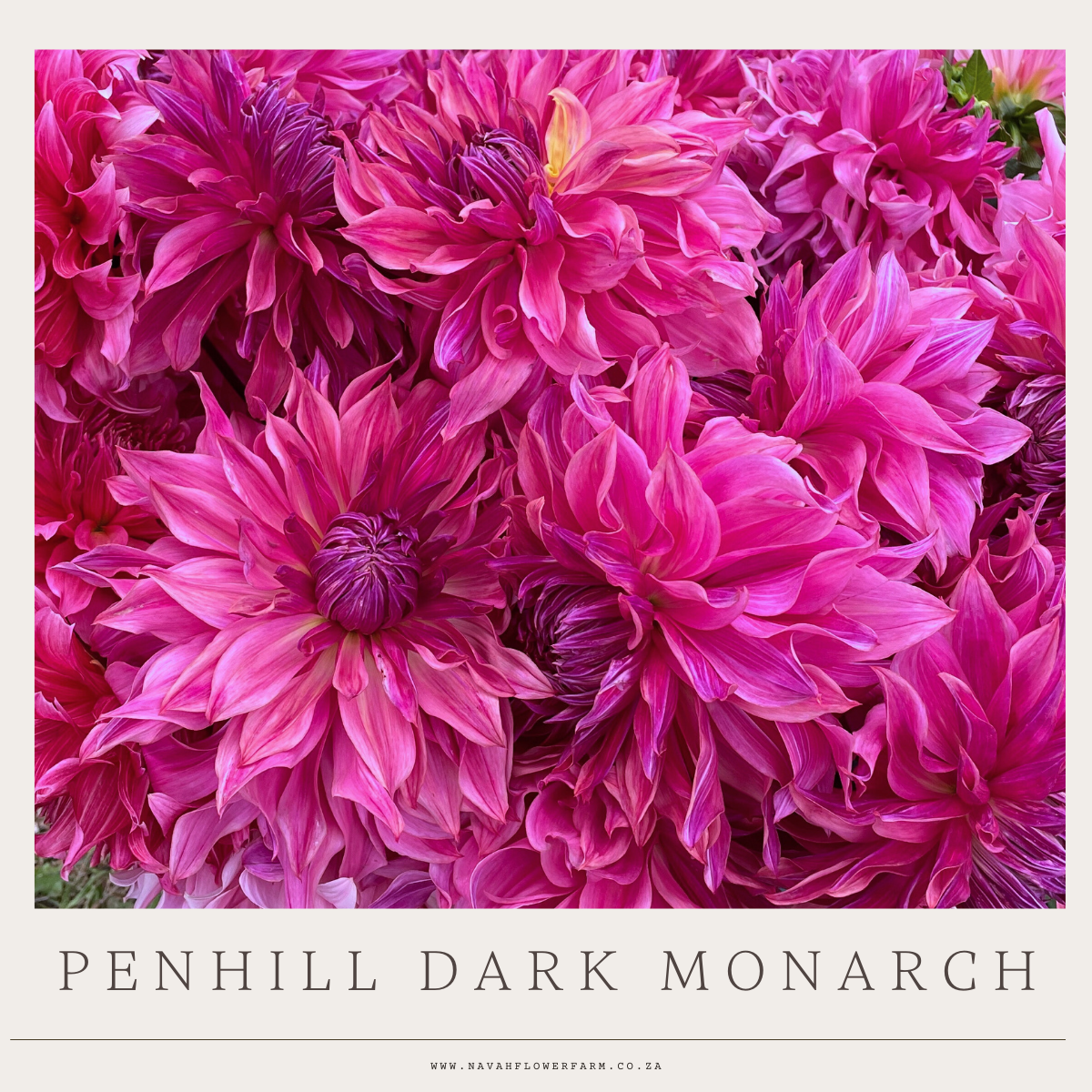 PENHILL DARK MONARCH - 1 CLUMP