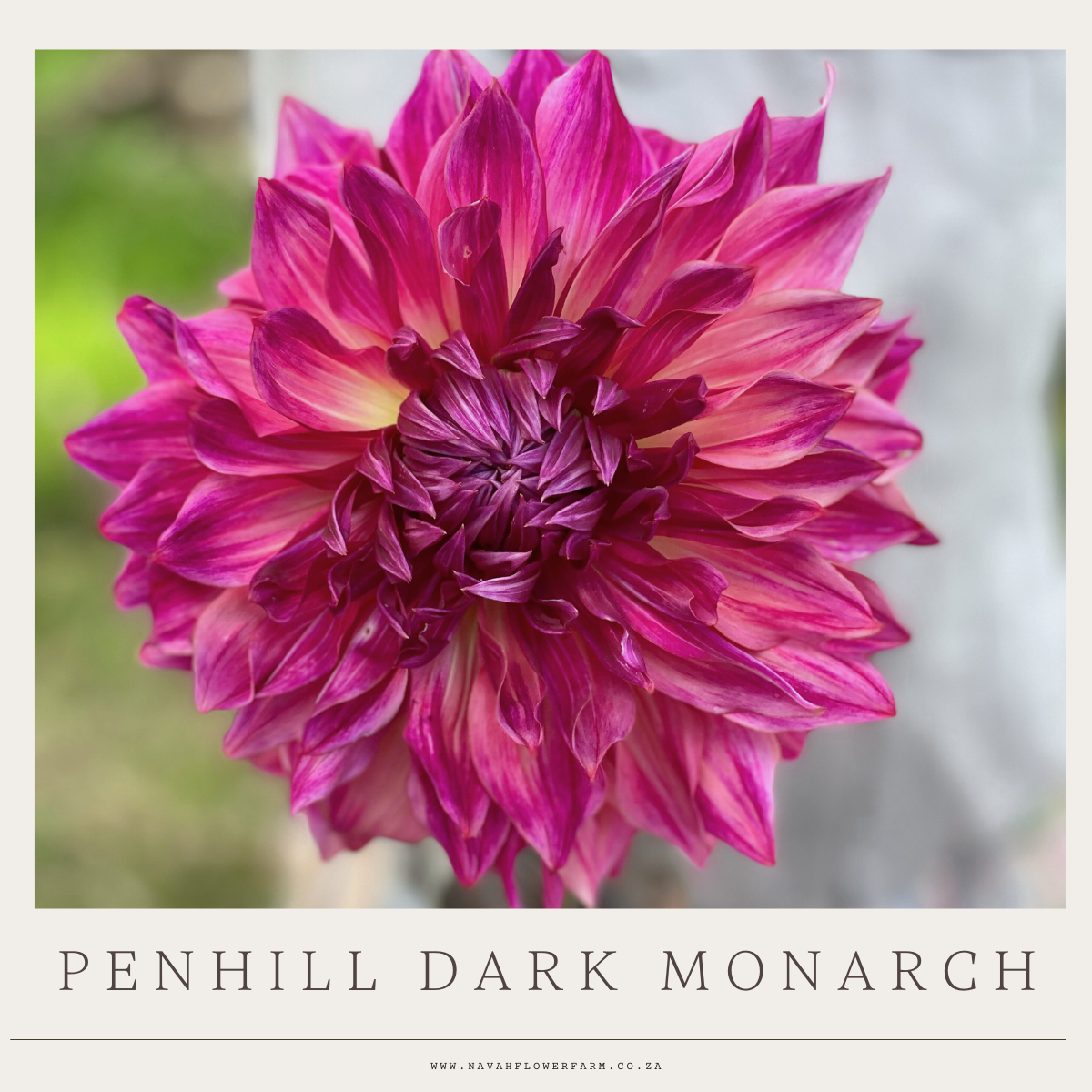 PENHILL DARK MONARCH - 1 CLUMP