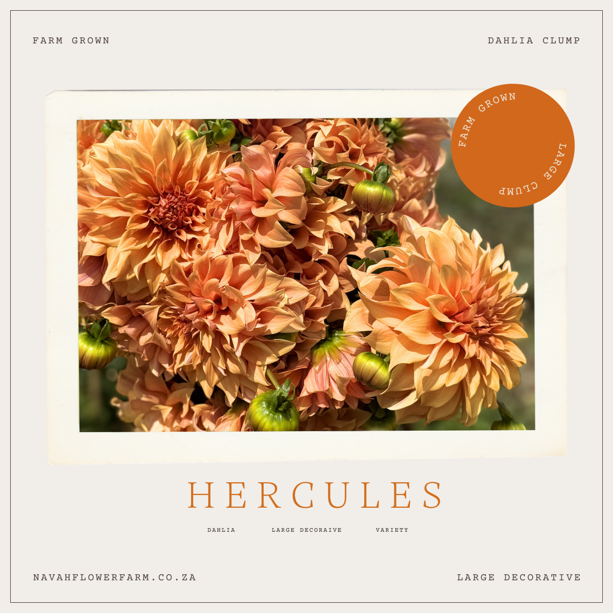 HERCULES - 1 CLUMP