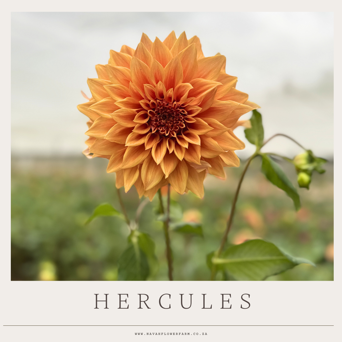 HERCULES - 1 CLUMP