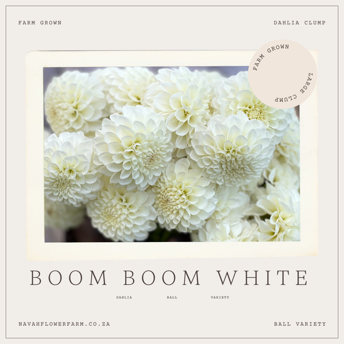 BOOM BOOM WHITE - 1 CLUMP