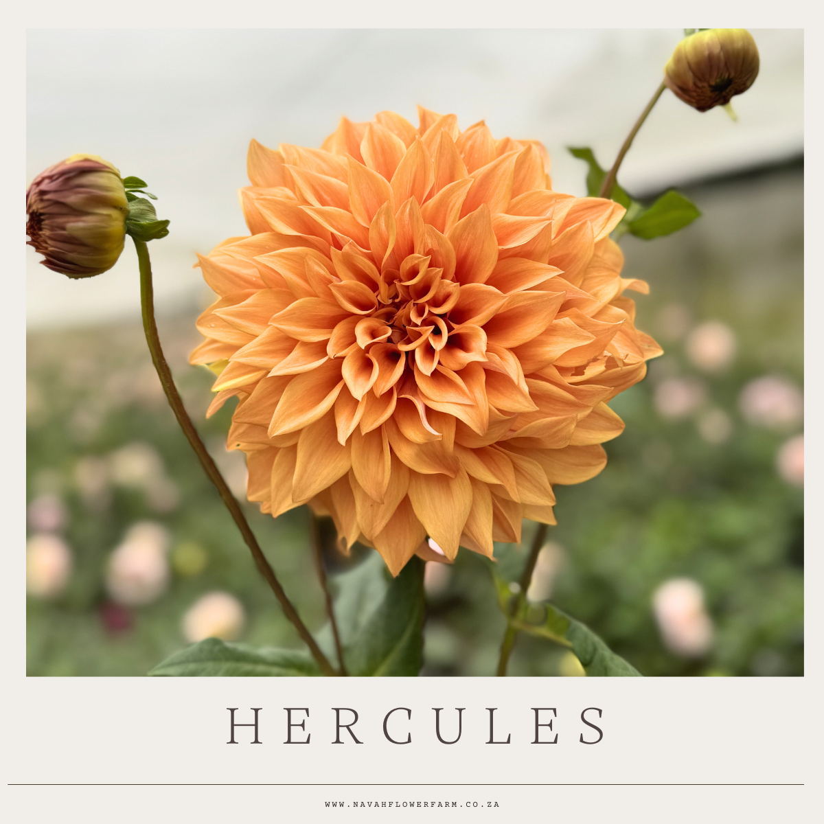 HERCULES - 1 CLUMP