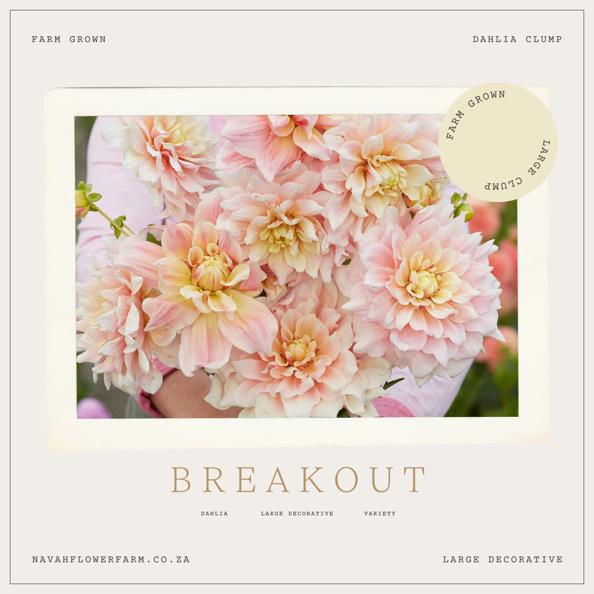 BREAK OUT - 1 CLUMP