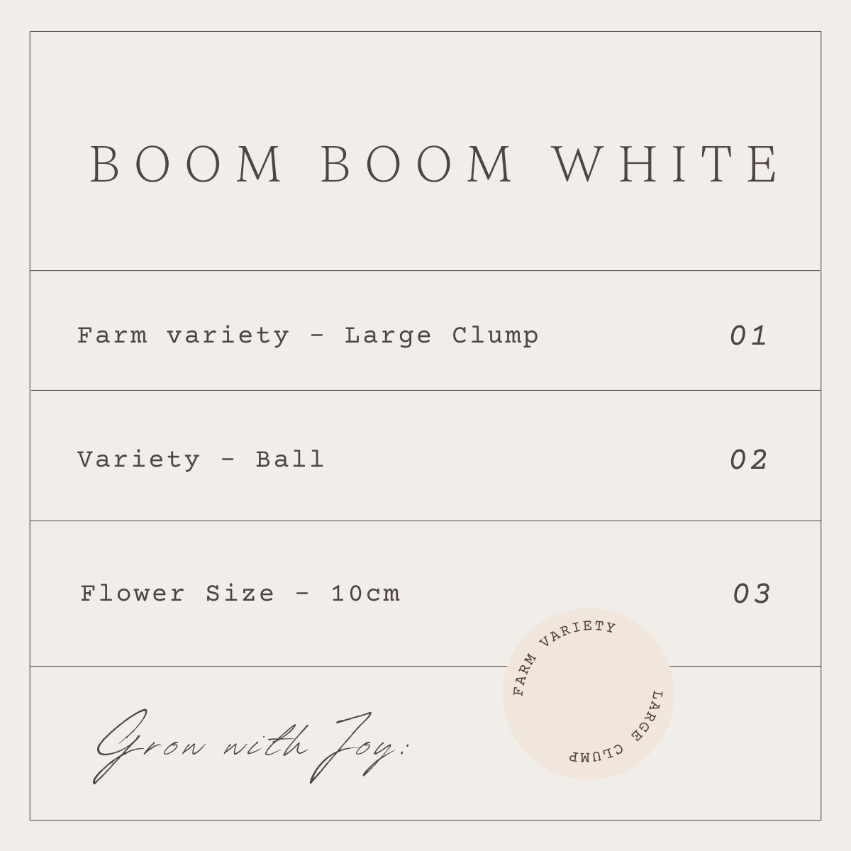 BOOM BOOM WHITE - 1 CLUMP
