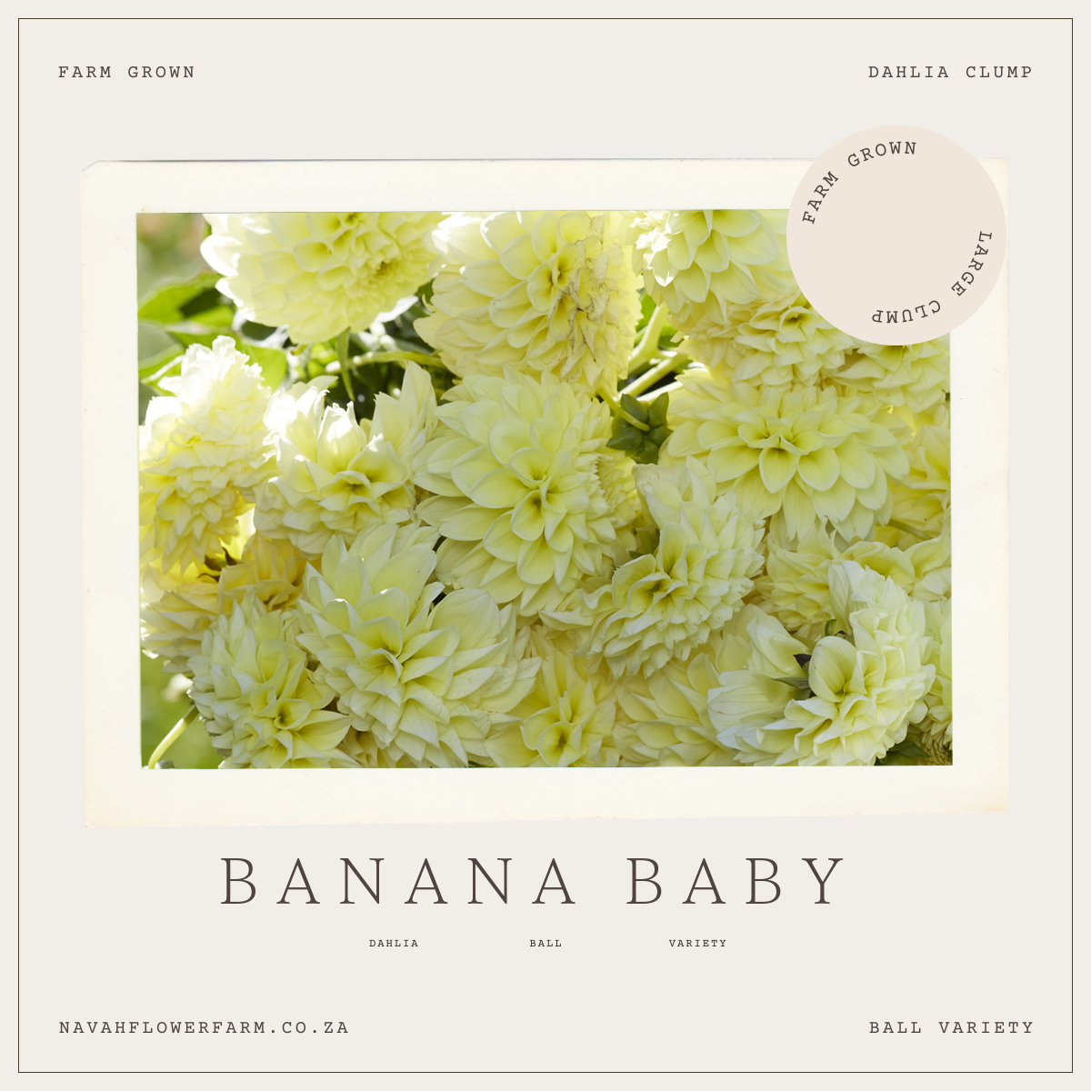 BANANA BABY - 1 CLUMP