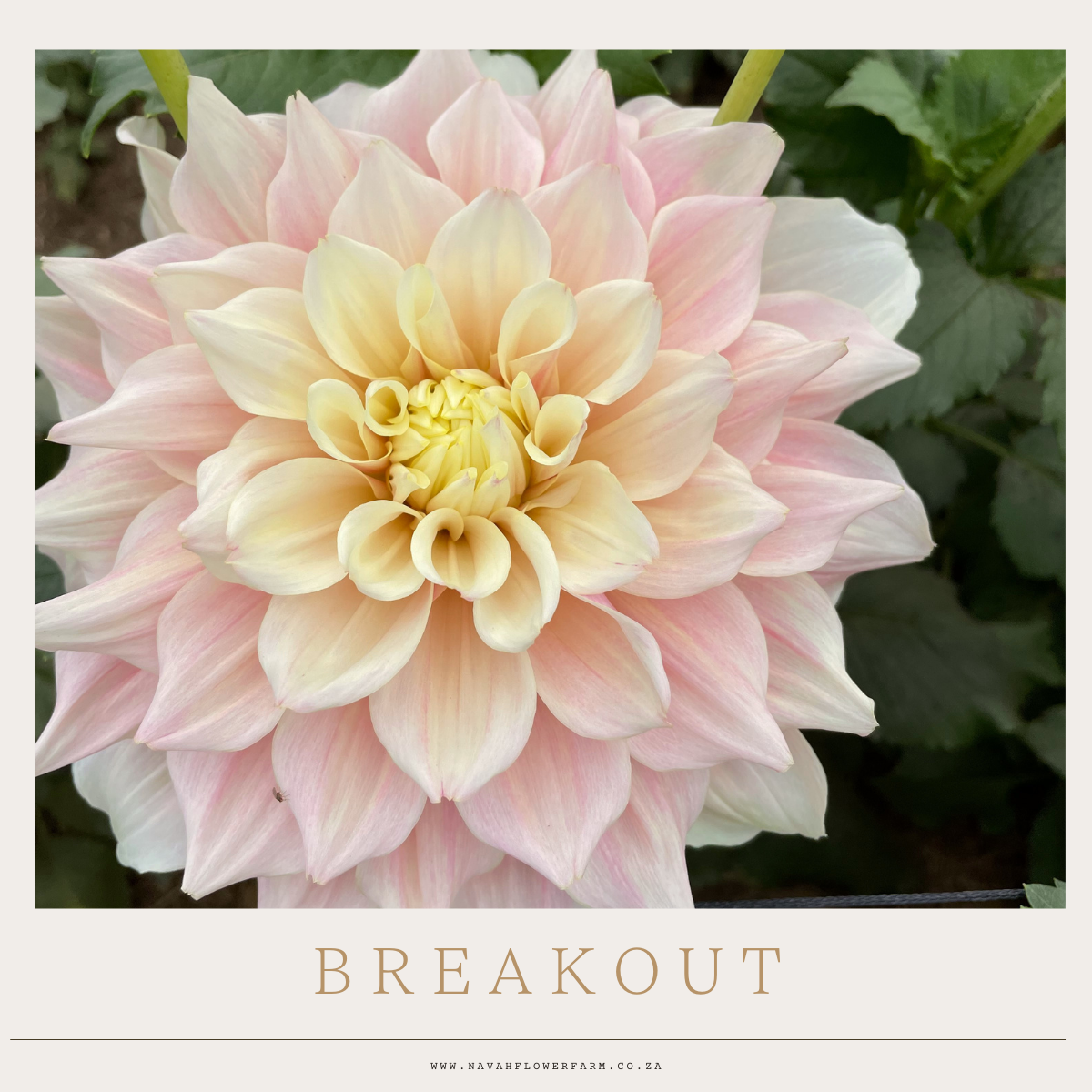 BREAK OUT - 1 CLUMP