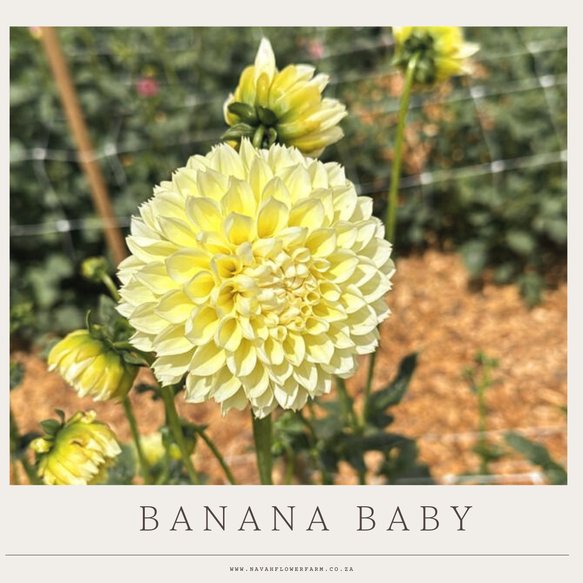 BANANA BABY - 1 CLUMP