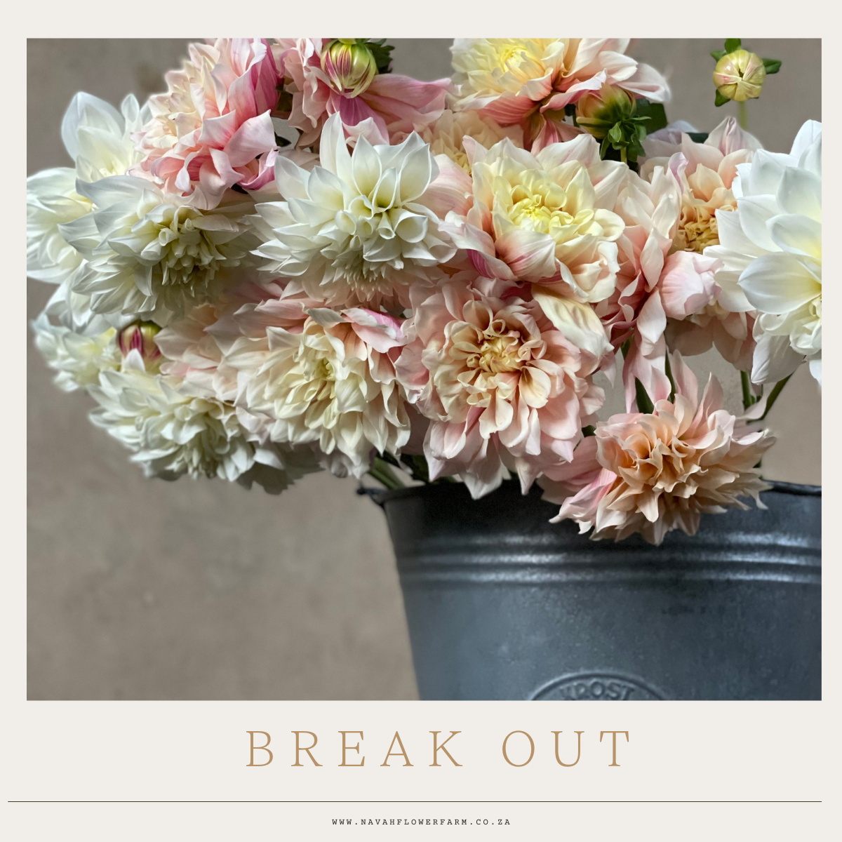 BREAK OUT - 1 CLUMP