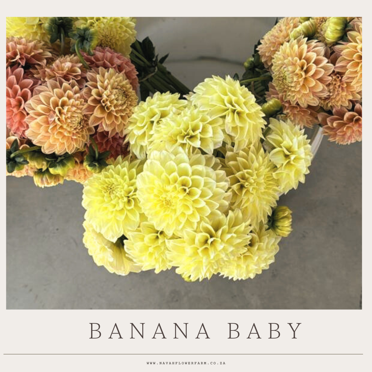 BANANA BABY - 1 CLUMP