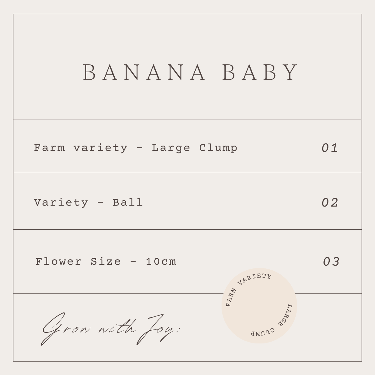 BANANA BABY - 1 CLUMP
