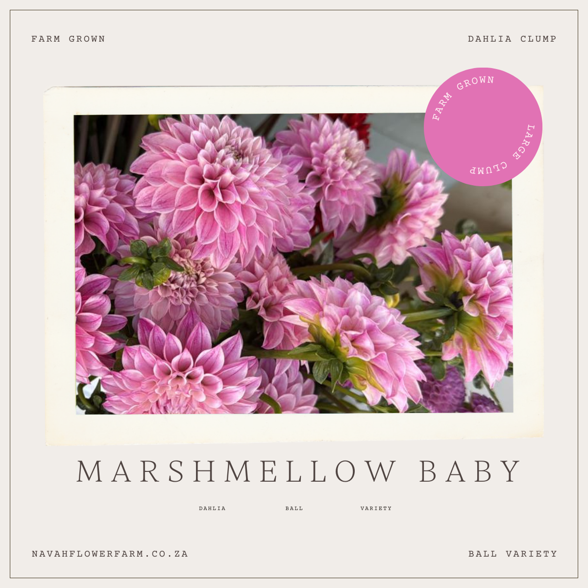 MARSHMELLOW BABY- 1 CLUMP