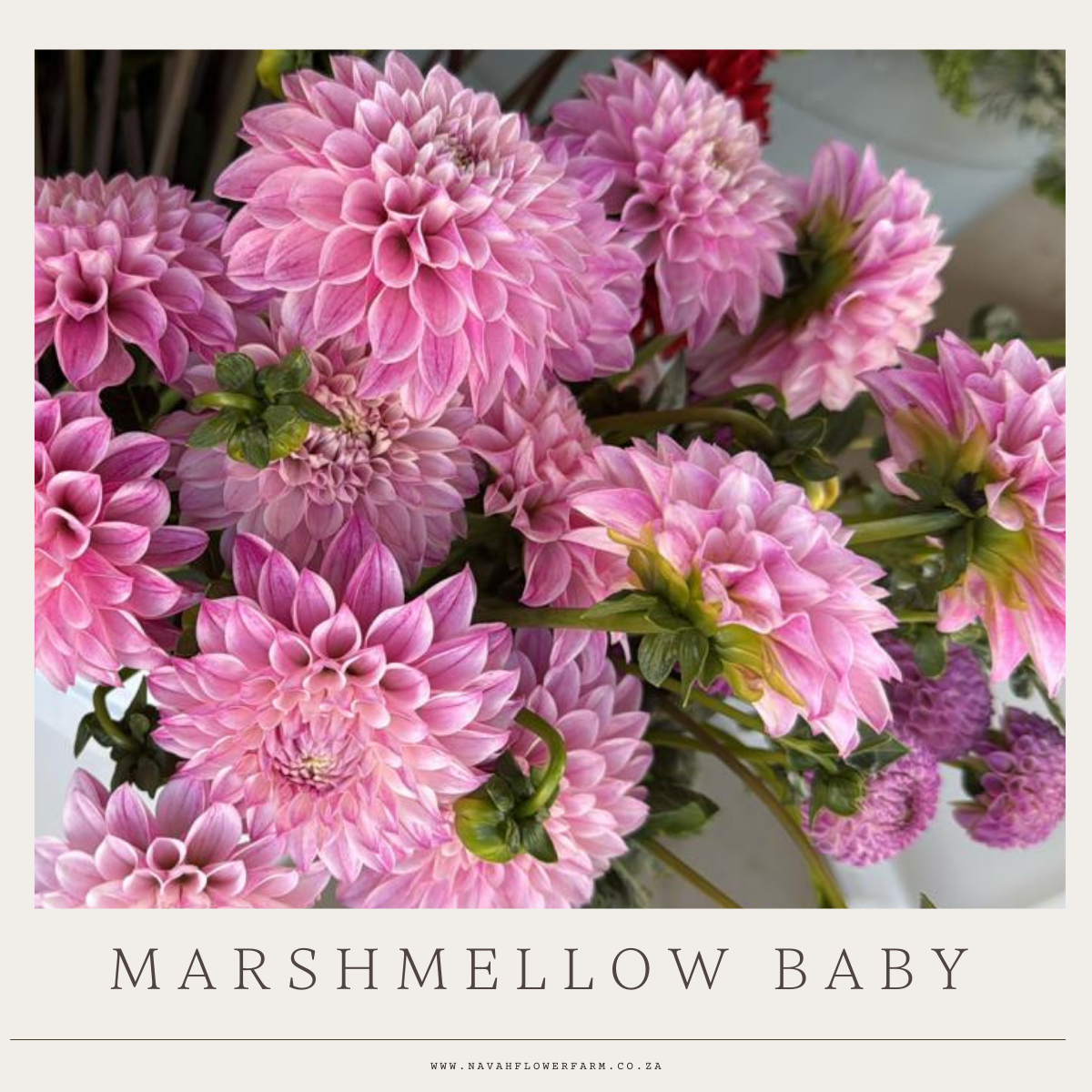 MARSHMELLOW BABY- 1 CLUMP