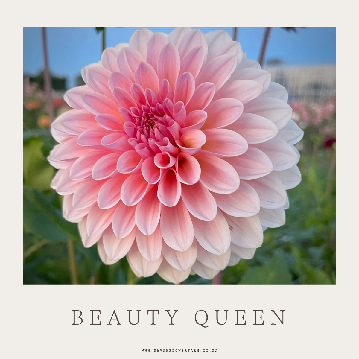 BEAUTY QUEEN - 1 CLUMP (COLLECTORS ITEM)