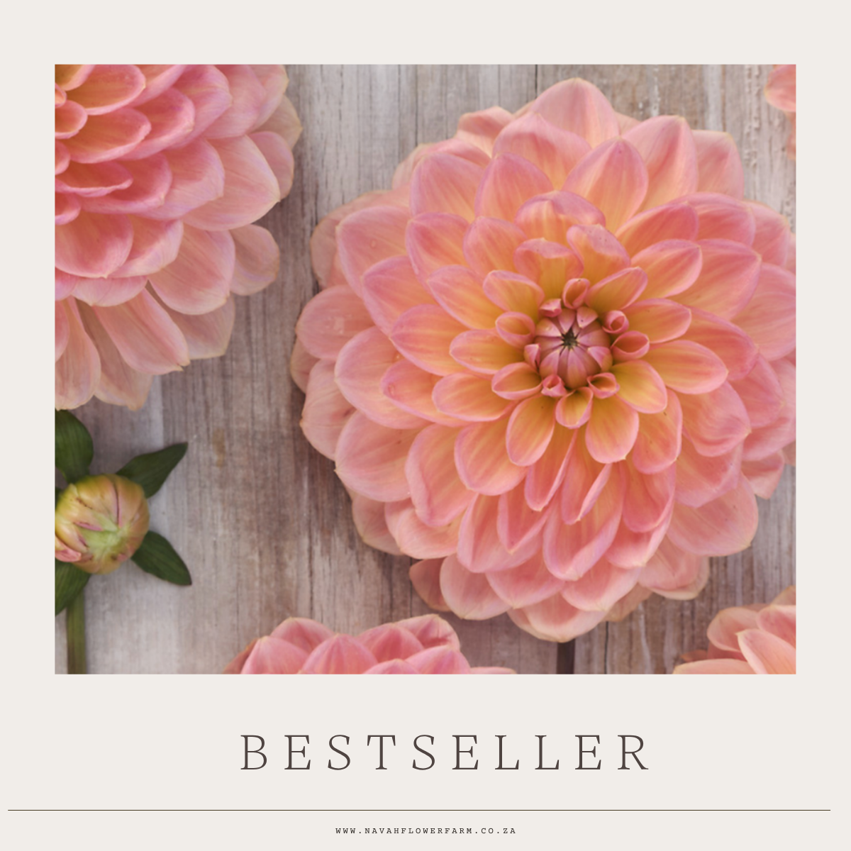 BEST SELLER - 1 CLUMP (COLLECTORS ITEM)