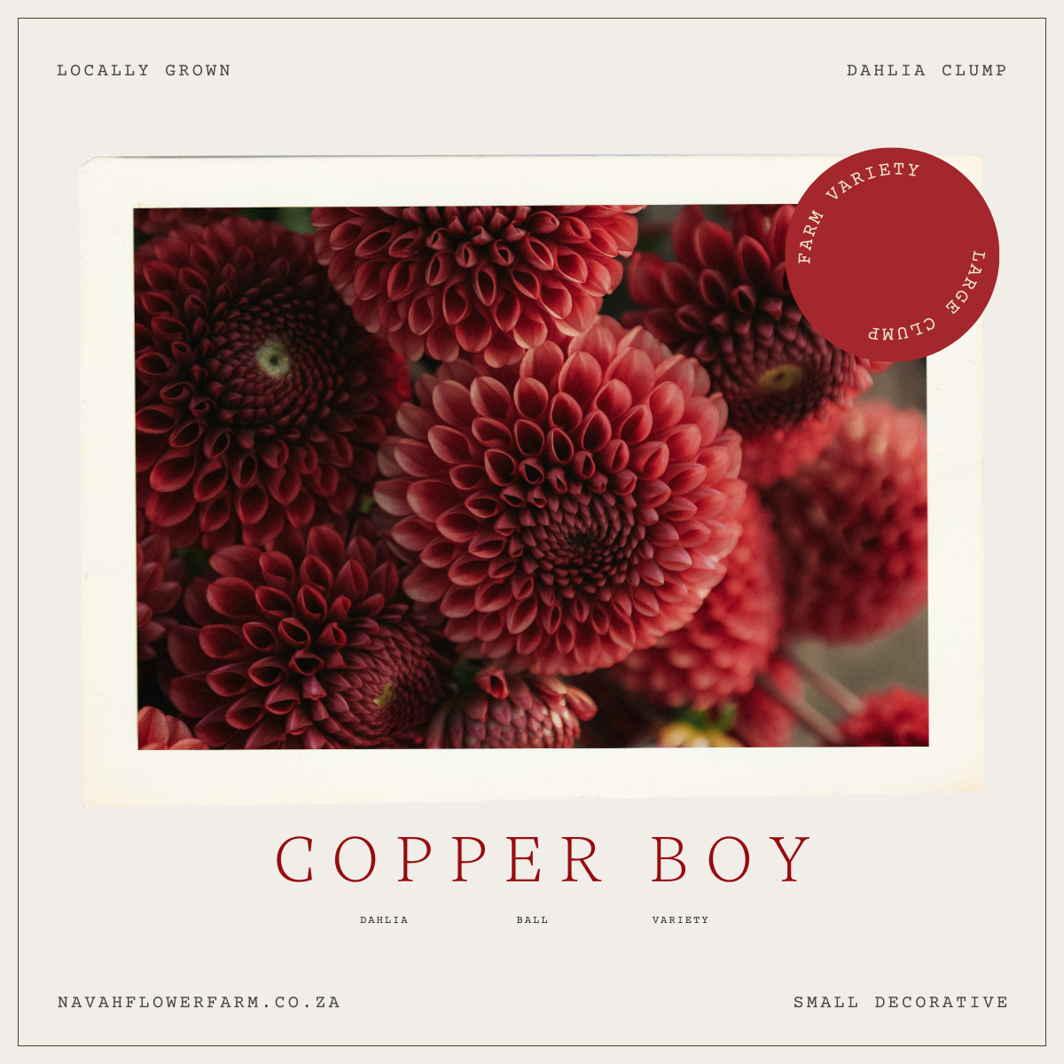 COPPER BOY - 1 CLUMP