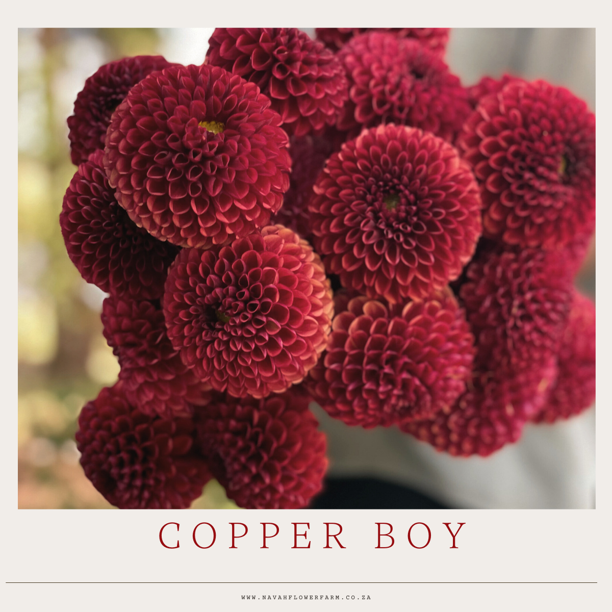 COPPER BOY - 1 CLUMP