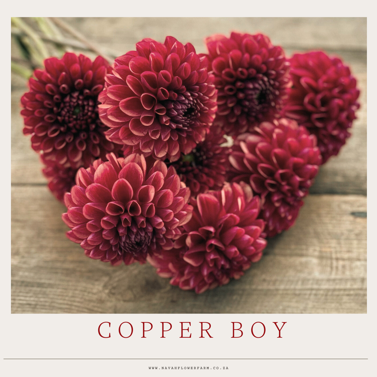 COPPER BOY - 1 CLUMP