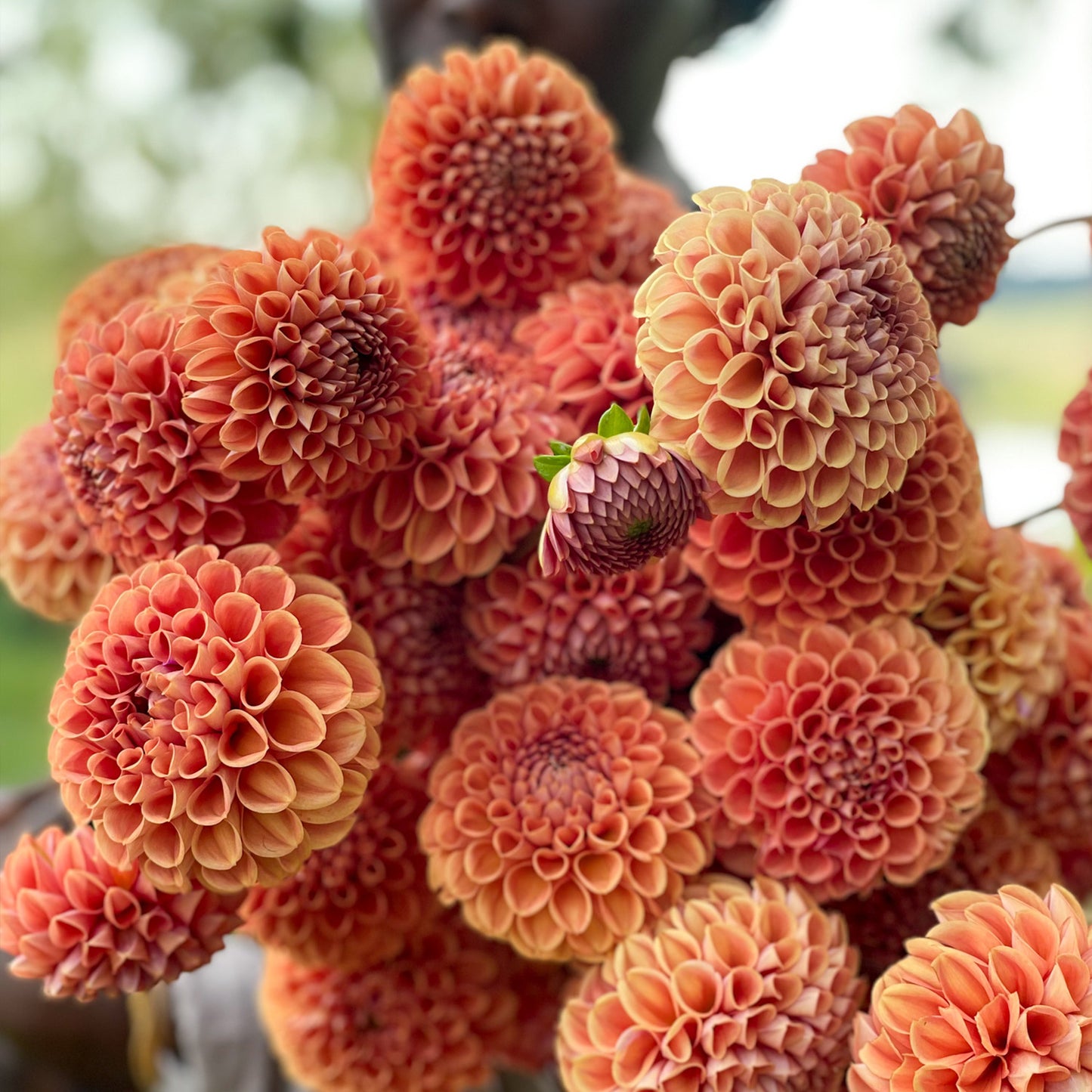 A true workhorse in the garden. This beautiful ball dahlia churns out rusty bronzy orange blooms with long stems. Beautiful in the vase!
