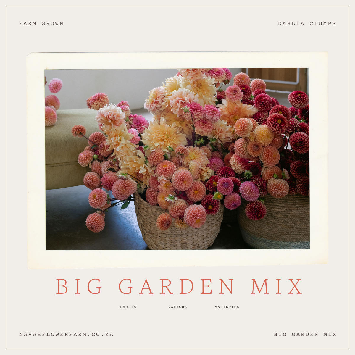 BIG GARDEN MIX - 12 Clumps