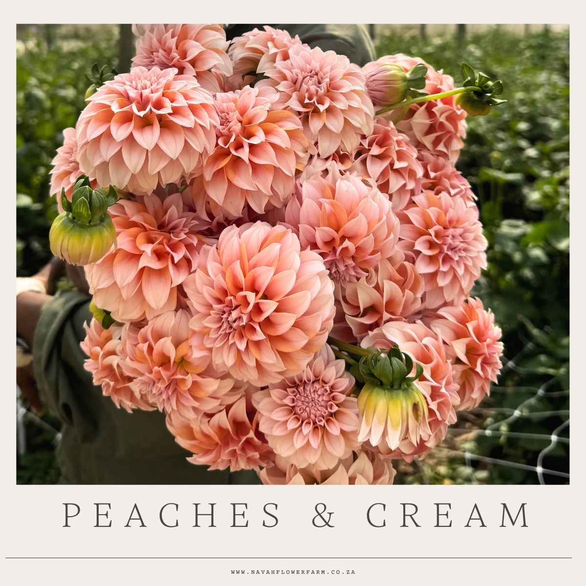 PEACHES & CREAM - 1 CLUMP