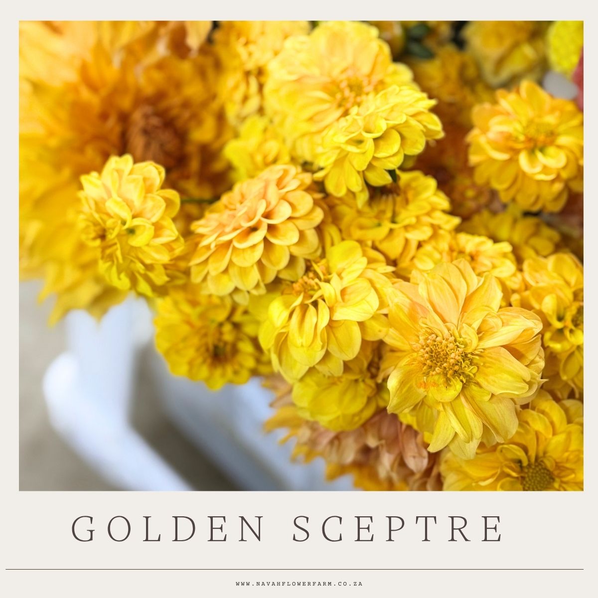 GOLDEN SCEPTRE - 1 CLUMP