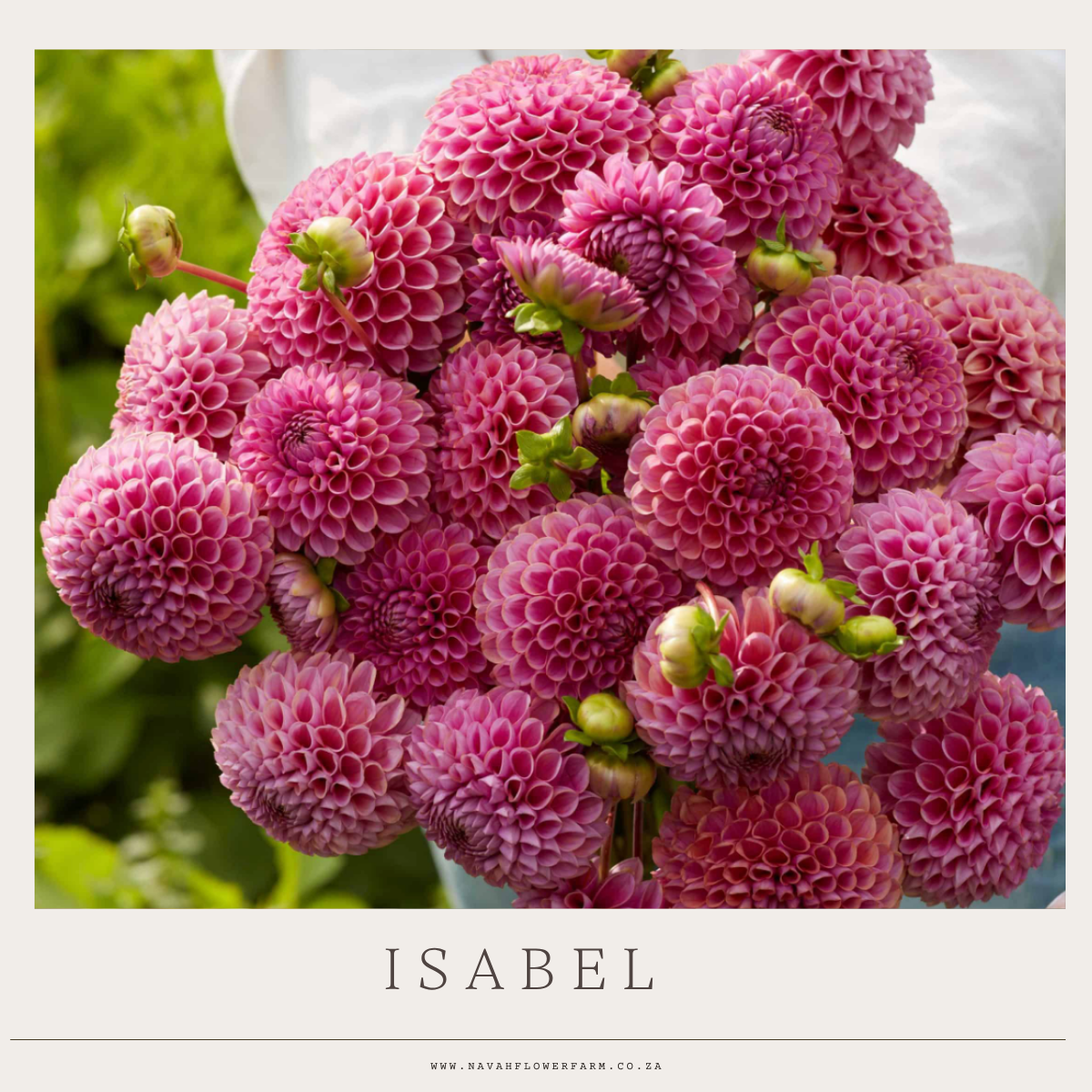 ISABEL - 1 CLUMP