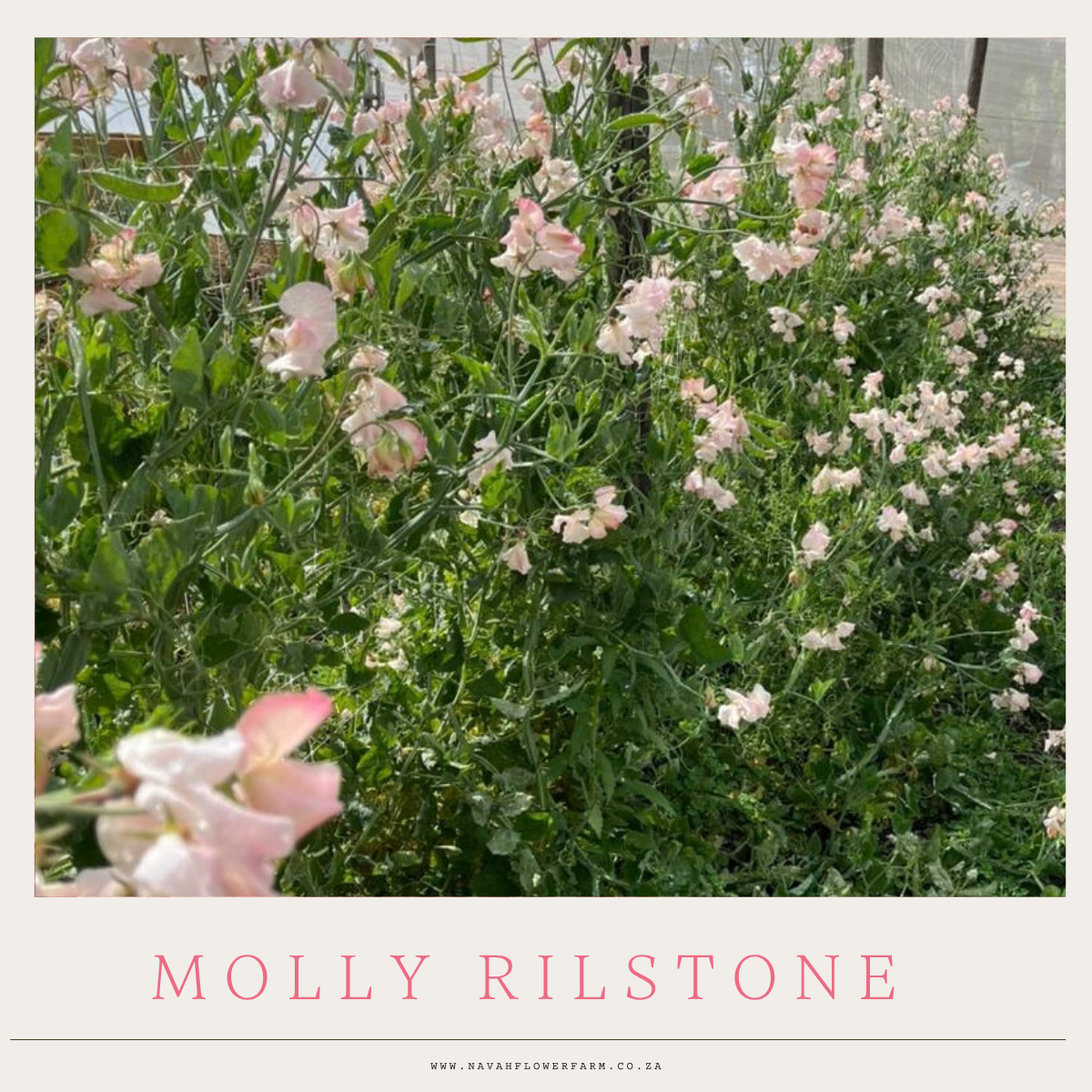 HEIRLOOM SWEET PEA - MOLLY RILSTONE - SEED PACKET
