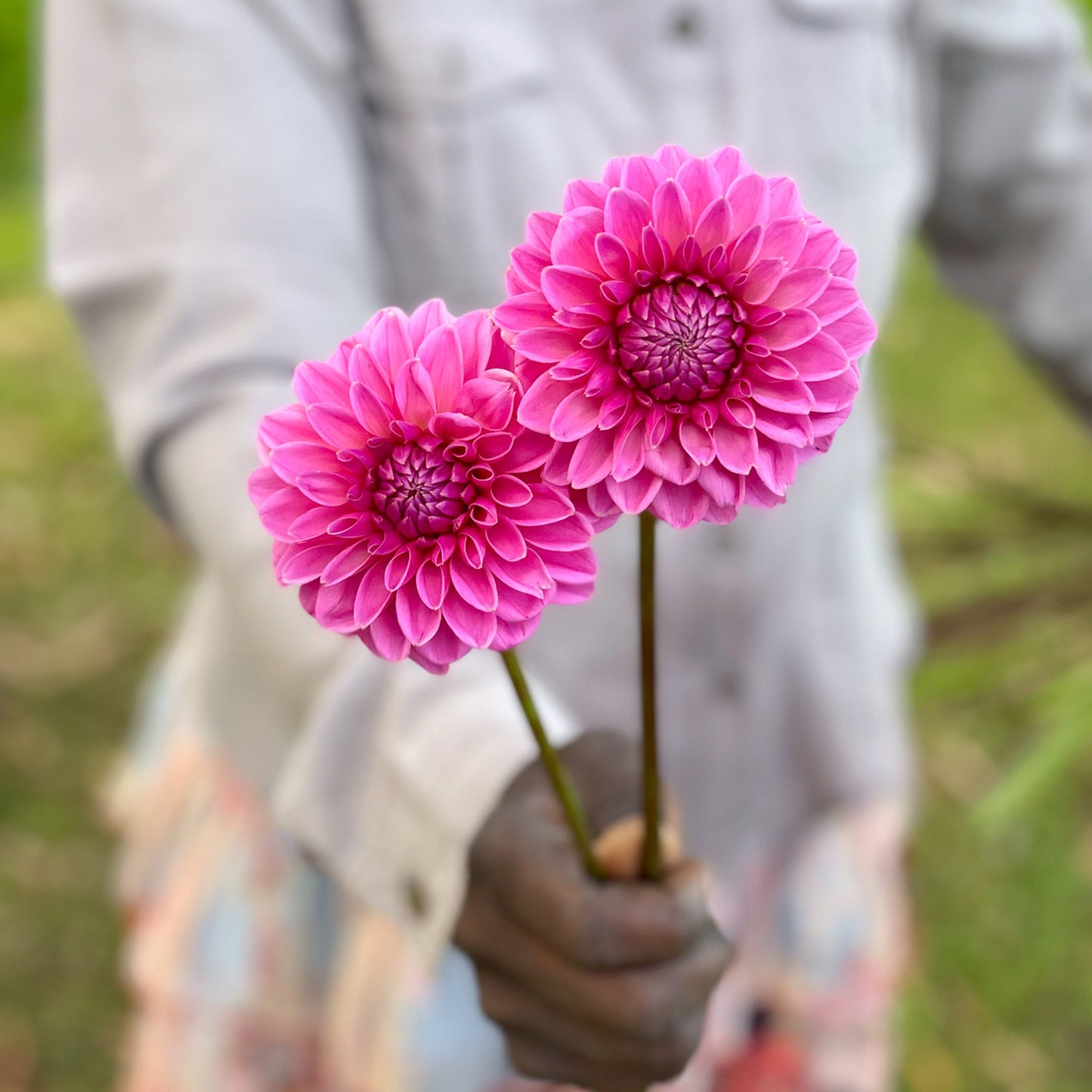 PINK SYLVIA/SANDRA BALL - 3 SINGLE TUBERS